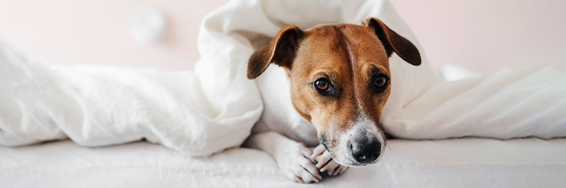 Pet Friendly California Hotel