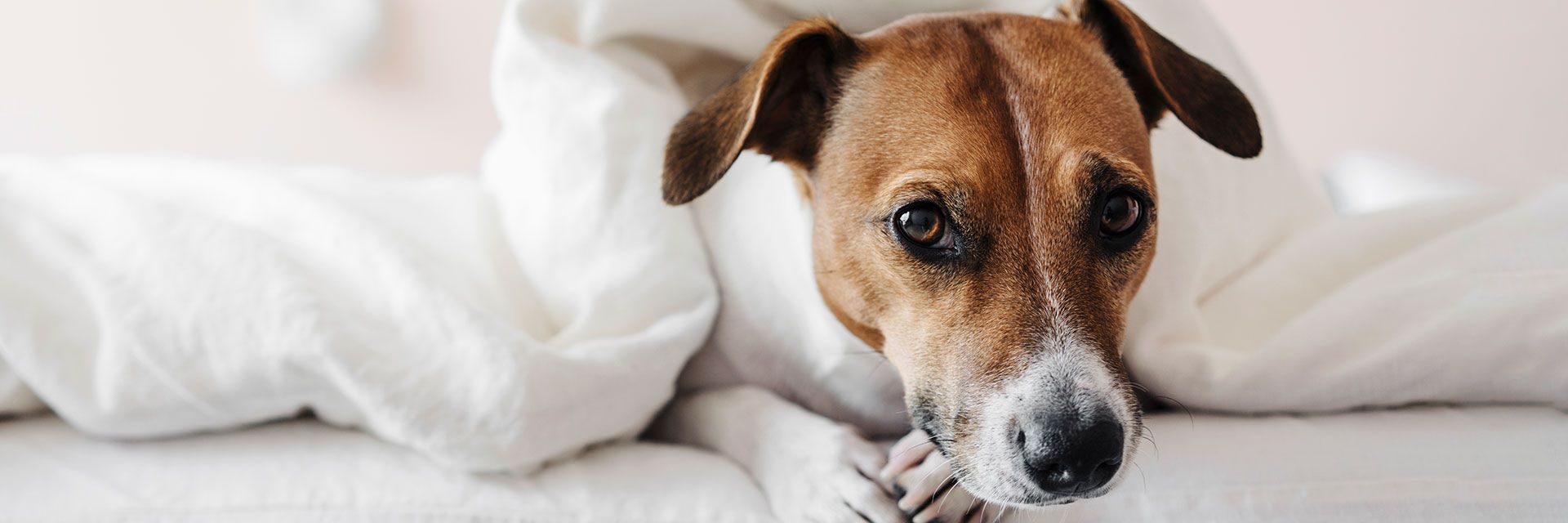 Pet Friendly Package at Casa Munras Garden Hotel & Spa, Monterey