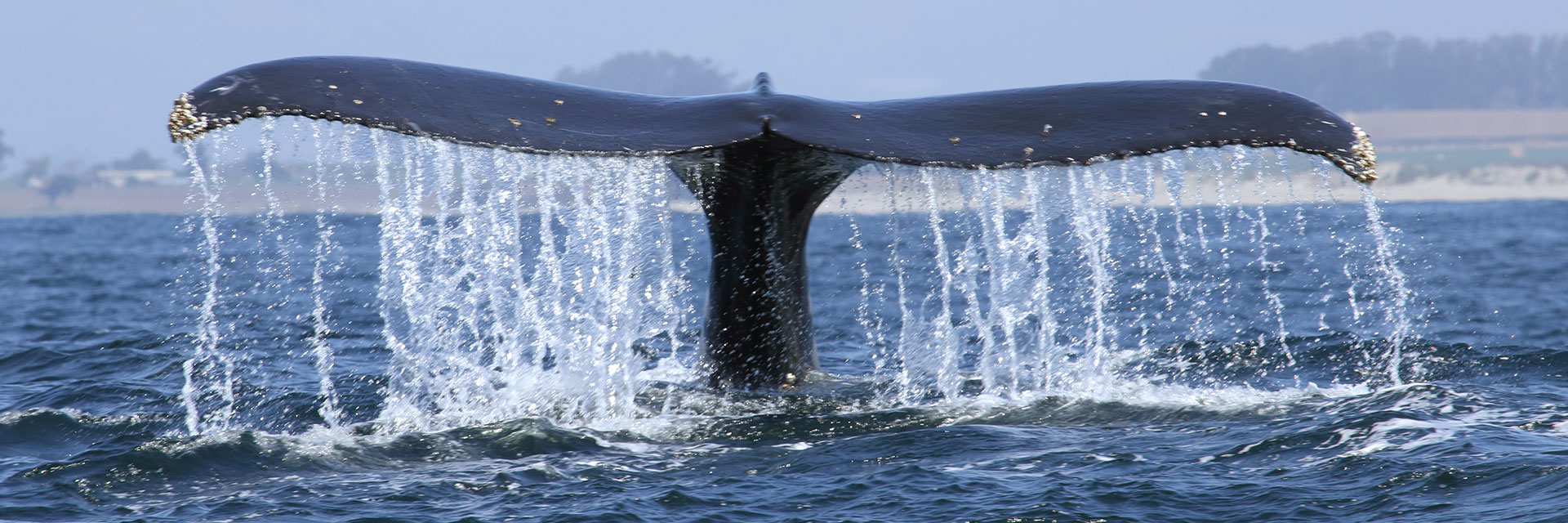 Whale Watching Package in Monterey Hotel