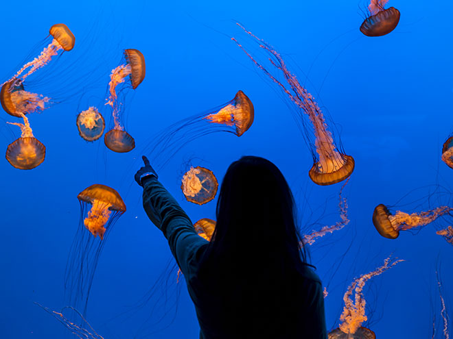 Monterey Bay Aquarium Hotels | Casa Munras Garden Hotel