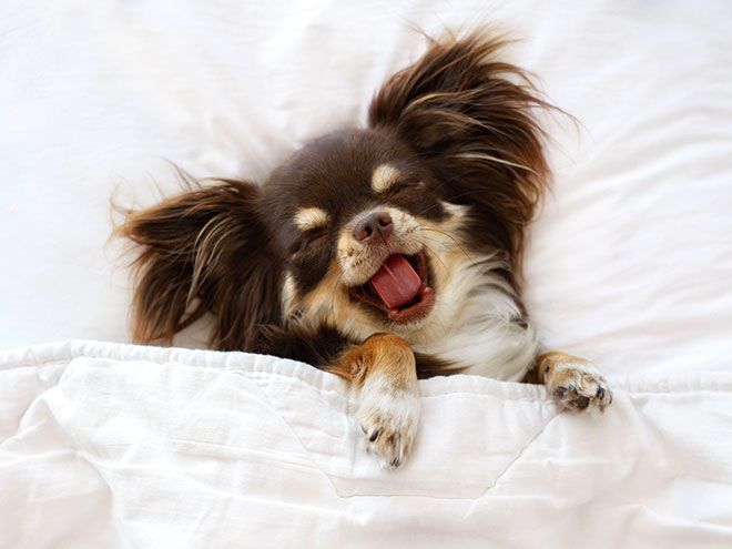 Pamper Your Pet in Monterey Hotel
