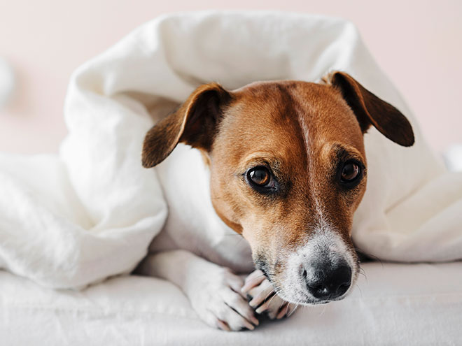 Pet Friendly Vacations in Monterey Hotel