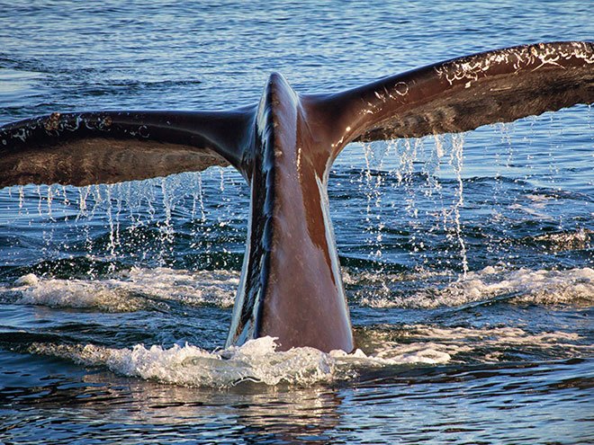 Whale Watching Package in Monterey Hotel